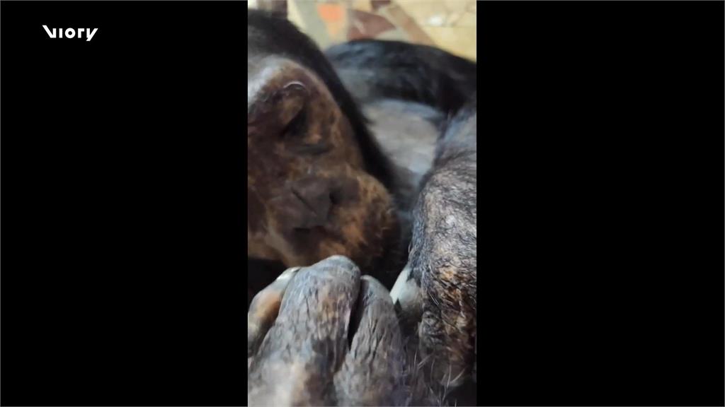 黑猩猩自己修指甲還剪得非常工整　飼育員驚：不敢相信！沒人教過牠