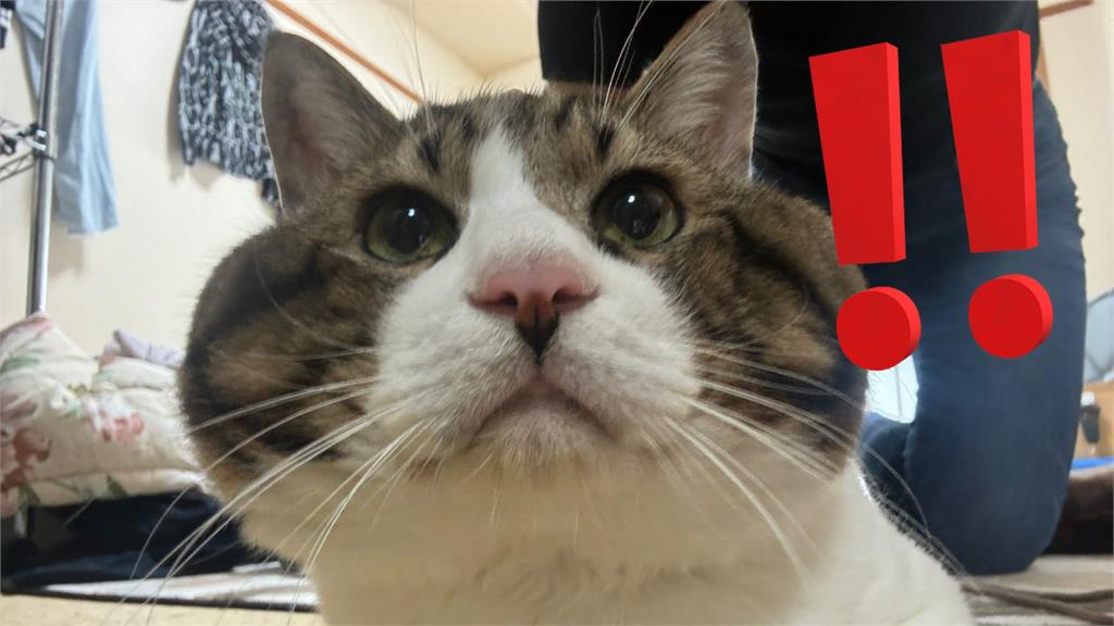日本虎斑貓「猛吸廣志鞋」走火入魔！埋進「吸茫臉」笑翻千萬鏟屎官朝聖