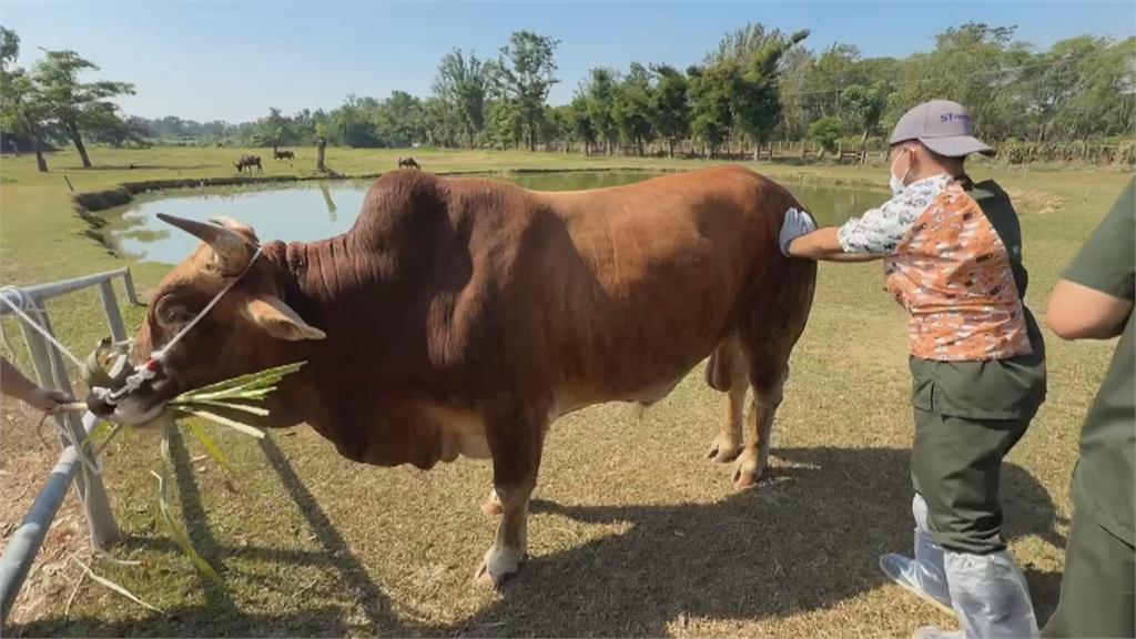 不捨老牛遭拖行受傷　善心人士買下送台南「養老」