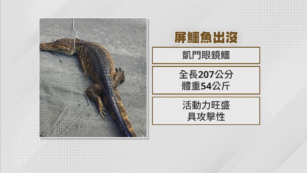 高屏溪驚現2公尺大鱷魚　動保處雞肉誘捕1.5小時成功捕獲