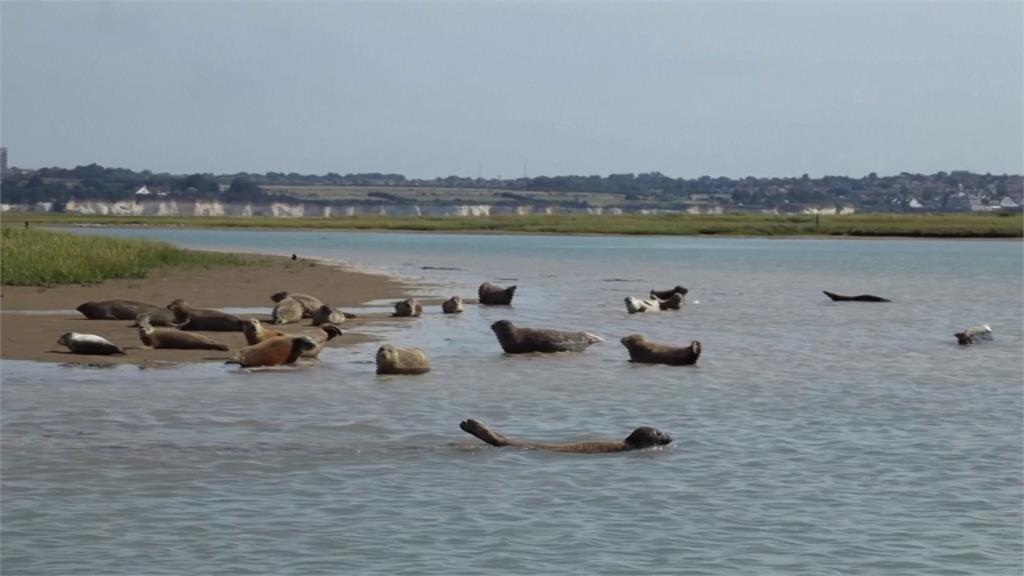 英國泰晤士河污染大減整治有成！吸引海豹回歸棲息