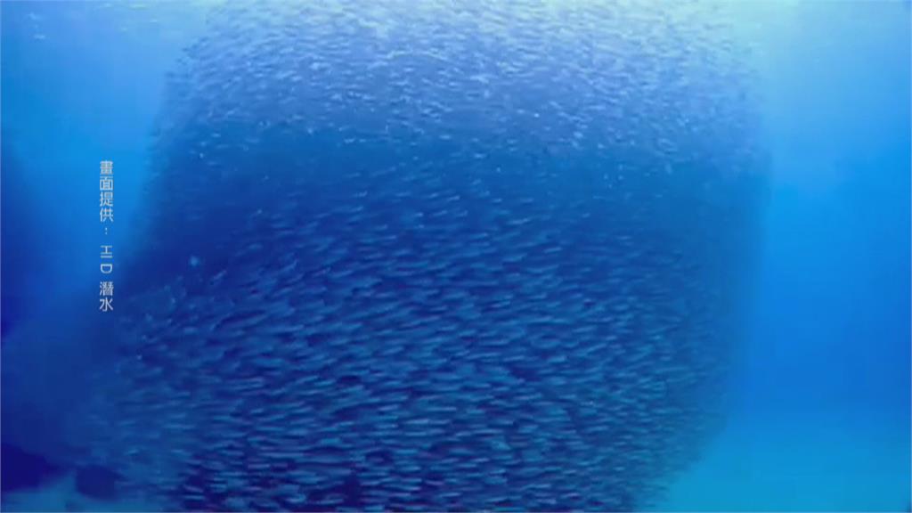 不用出國！　墾丁壯觀「沙丁魚風暴」　潛水客近距離接觸絕美景象