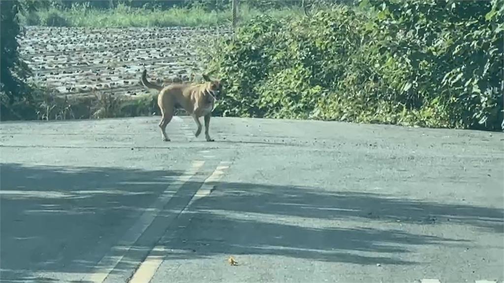 男河堤慢跑「生殖器被狗咬破」 質疑「不是野狗」飼主不肯承認