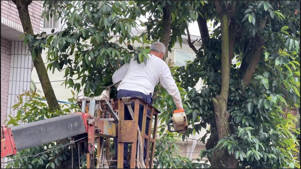 土地糾紛「砍行道樹」？ //地主漫天喊價惡搞住戶