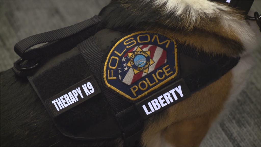 加州警局好幫手！　「柯基治療犬」穿警察裝每週工作40小時