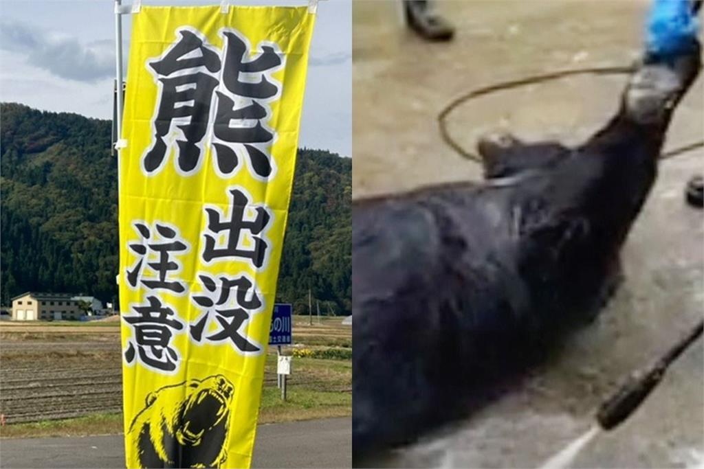 岩手縣市區拉「熊襲警報」巨獸闖車站民眾逃竄!獵人山中遭攻擊滿臉血