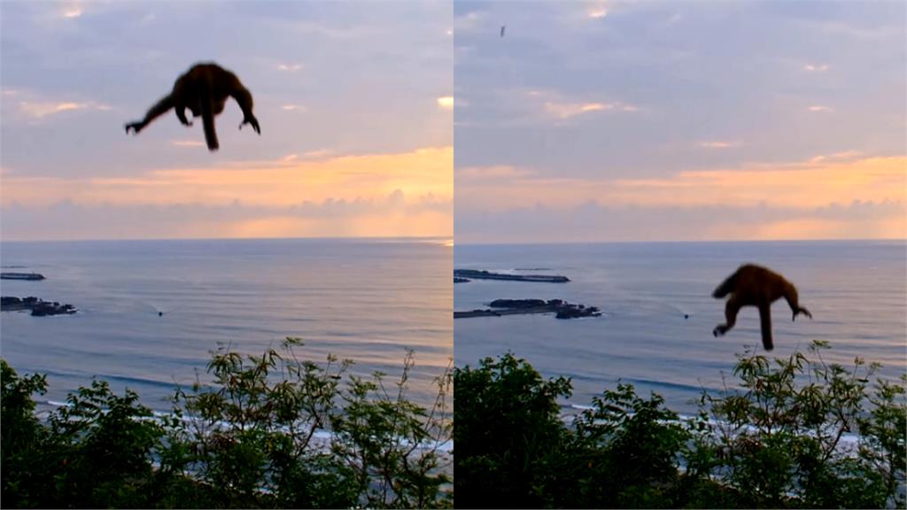 太晃會撞地上！台東強震「猴的迫降」跳樹6秒片超魔性　苦主下場曝光