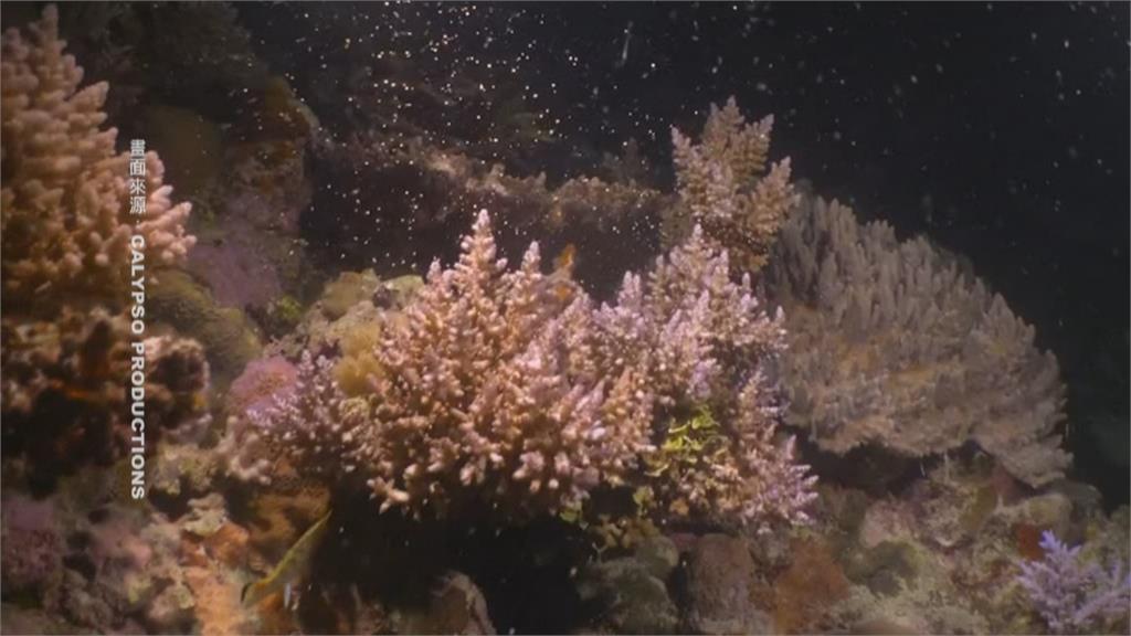 大堡礁夜間產卵　科學家驚艷「粉紅星空」奇觀