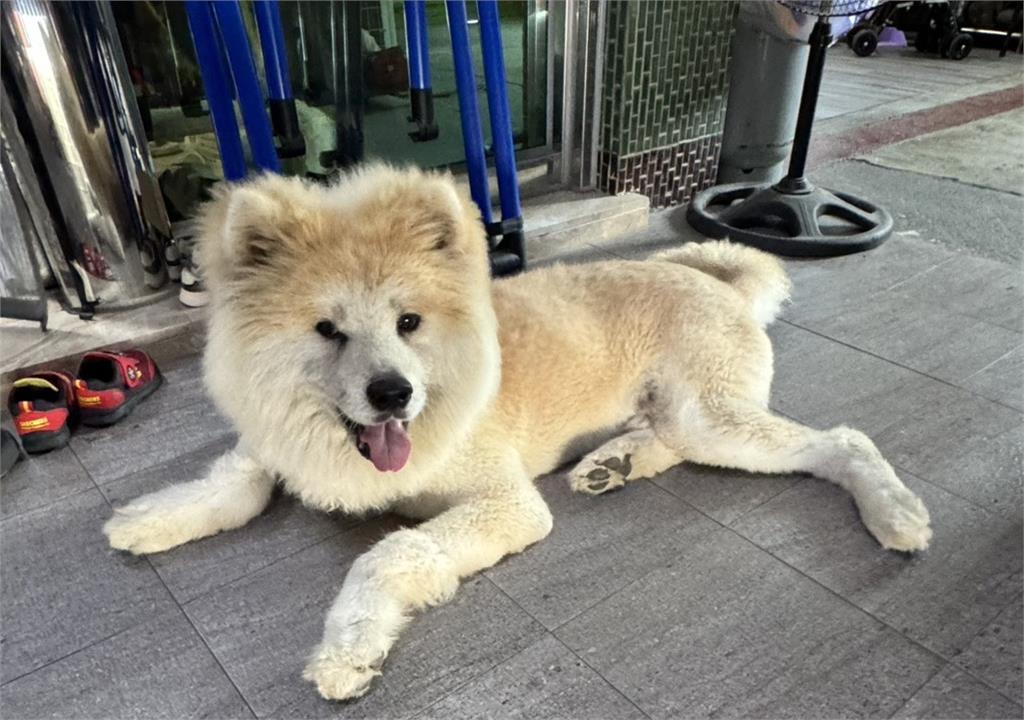 認養秋田犬養到「全身皮膚病」 草莓園遭檢舉環境髒亂