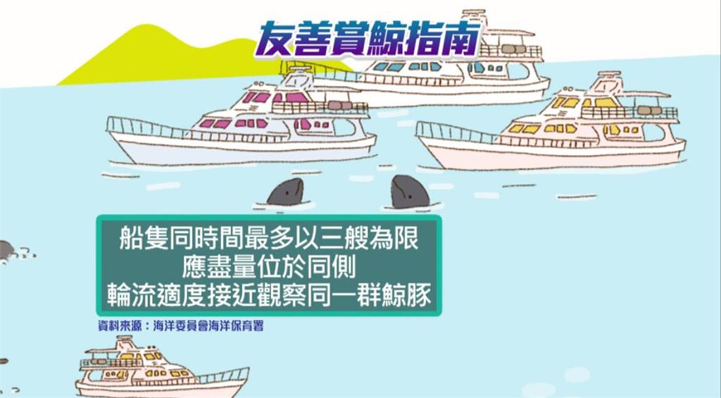 異言堂(影)/ 鯨豚與遊客:誰才是海洋真正的主人?