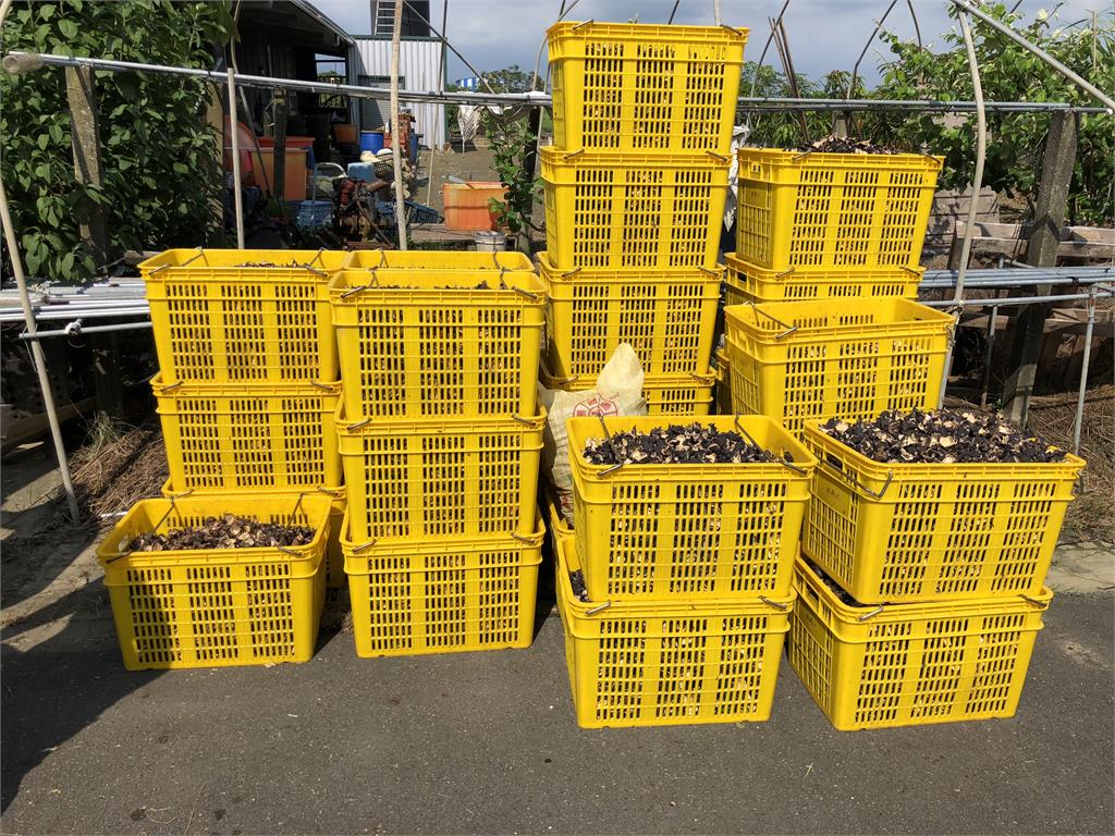獨家/官田菱角殼變擴香石!農廢變「菱殼炭」 李政憲打造100種炭生活