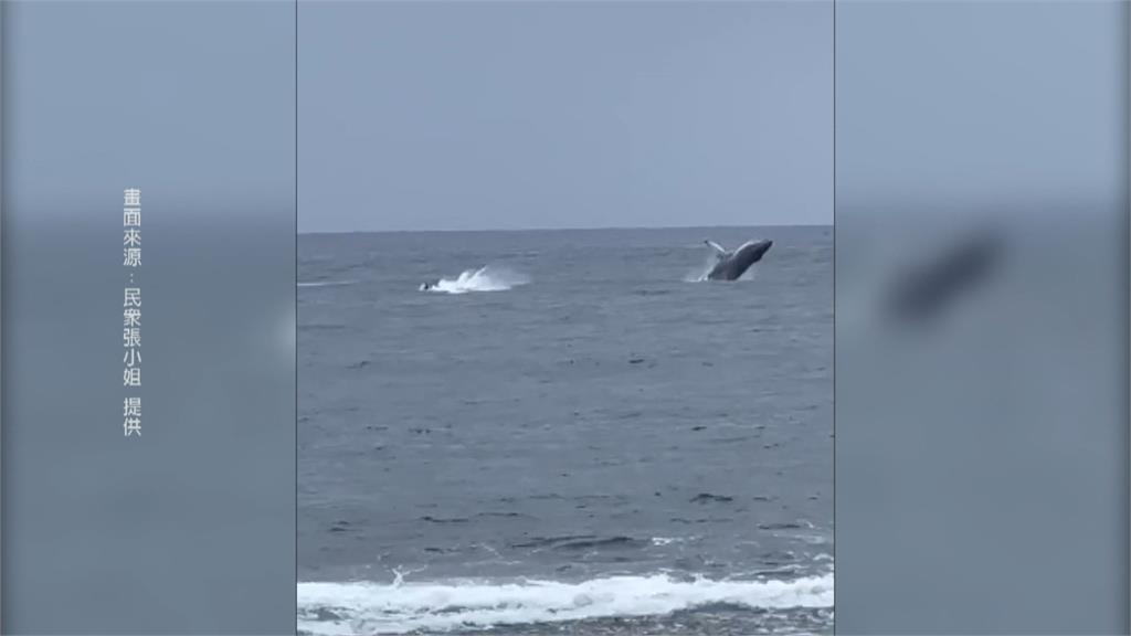 蘭嶼意外驚見大翅鯨現身　遊客岸邊直擊直呼好幸運