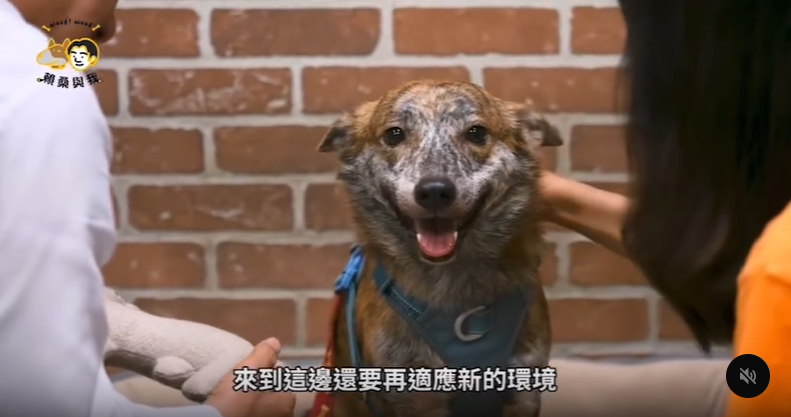 賴清德昔認養斑斑畫面流出！滿臉愧疚突「問這1事」逼哭全網：總統好有愛
