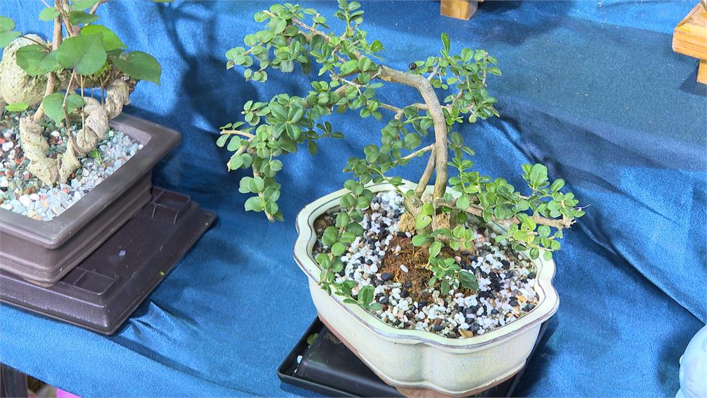 建國花市出現"盜花賊"! 店家1.8萬元海刺柑盆栽遭竊