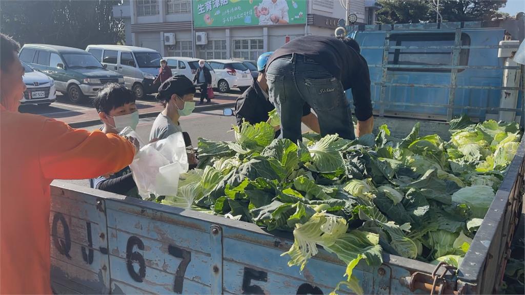 高麗菜供過於求批發價「1KG剩8元」　高麗菜農開放自採「7顆100元」