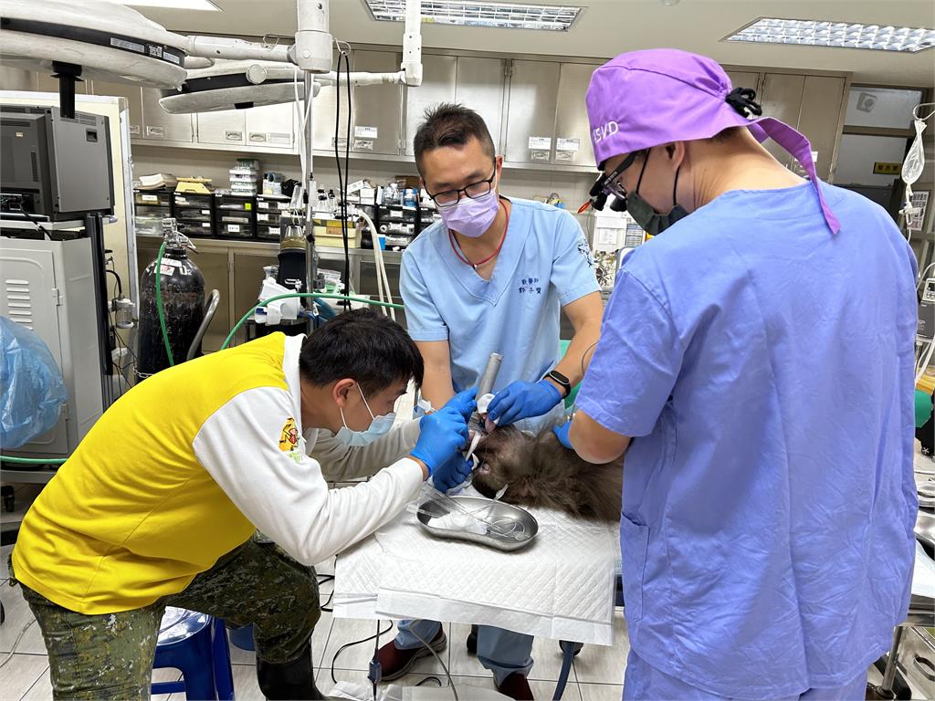320世界口腔健康日 壽山動物園攜手動物醫院 安排口腔健檢