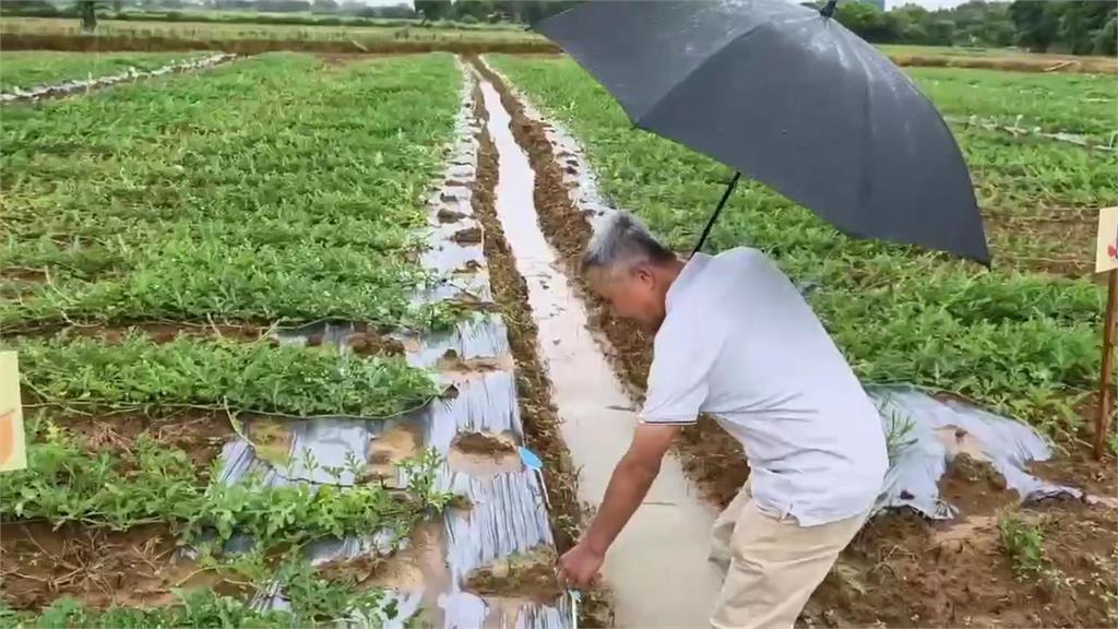 種瓜兩樣情　桃園連日大雨瓜田泡水　宜蘭瓜農豐收舉辦瓜瓜節