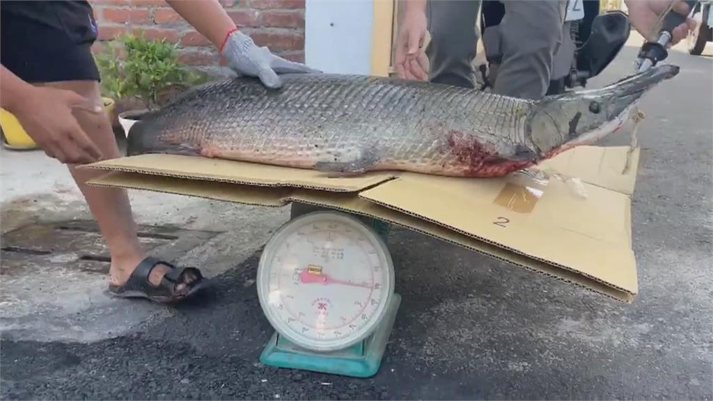 交給專業的！ 鱷雀鱔橫行多日 釣客兩小時制伏