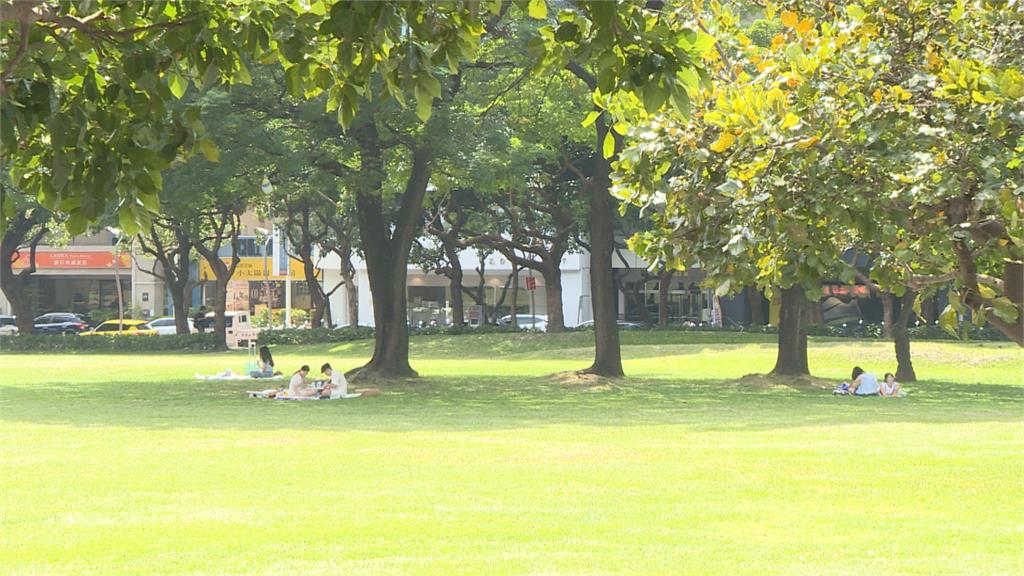 為爵士音樂節移植路樹？　中市府駁斥：和音樂節無關