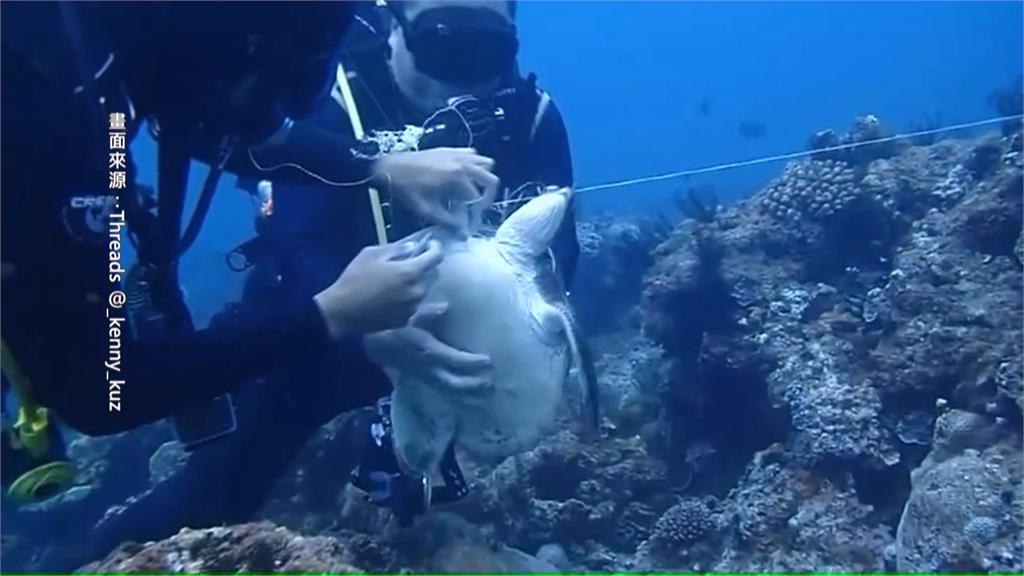 澎湖驚見「廢棄漁網」覆蓋一公里　水中生物難逃魔掌