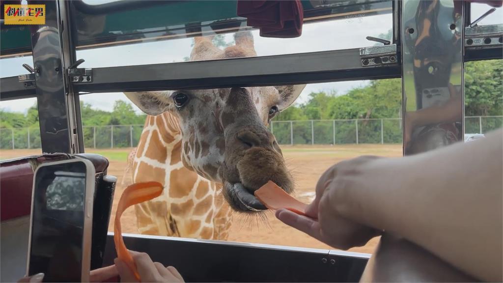 泰國動物園之旅！正妹遛豹散步被「狠踹一腳」　網笑：那個叫怕豹