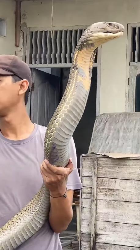 猛毒巨蛇「比人還大隻」震撼畫面流出！抓蛇達人「淡定徒手抓」整尊纏繞