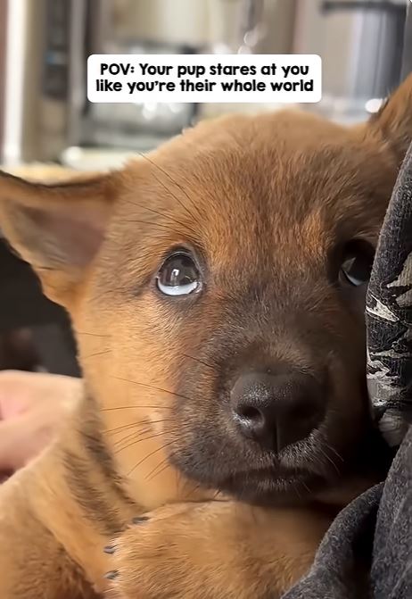 收容所小狗「一眼定終身」融化67萬人！網看哭：牠找到了全世界