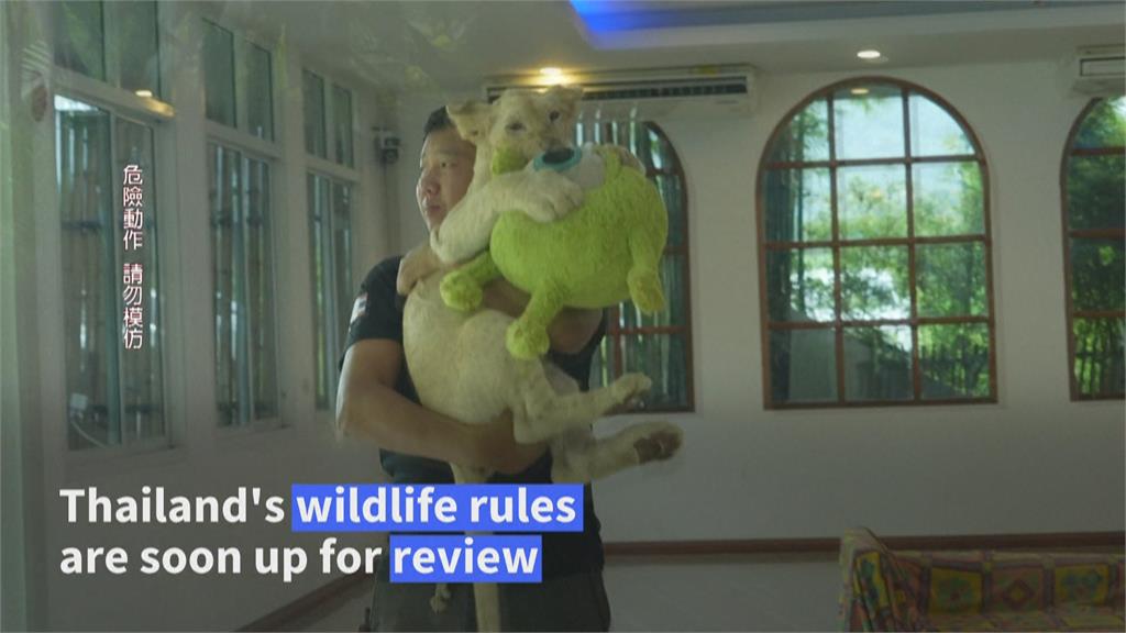 泰國圈養獅子數量暴增　專家警告：人跟動物都很危險