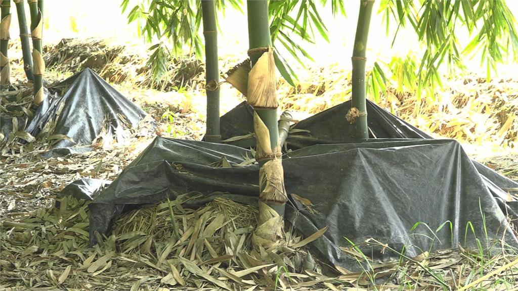 體驗筍農變成楊繡惠蓋上紅蓋頭找新郎!現場在地「所有男性正在逃跑」