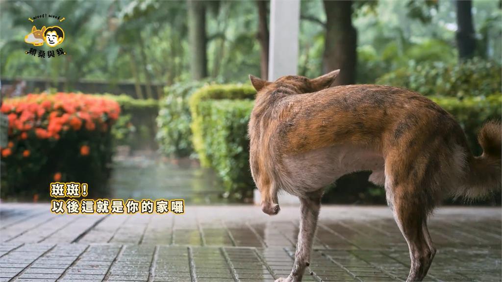 陳佩琪為夫抱屈波及「第一愛犬」斑斑被罵翻　又PO清涼照轉移焦點？