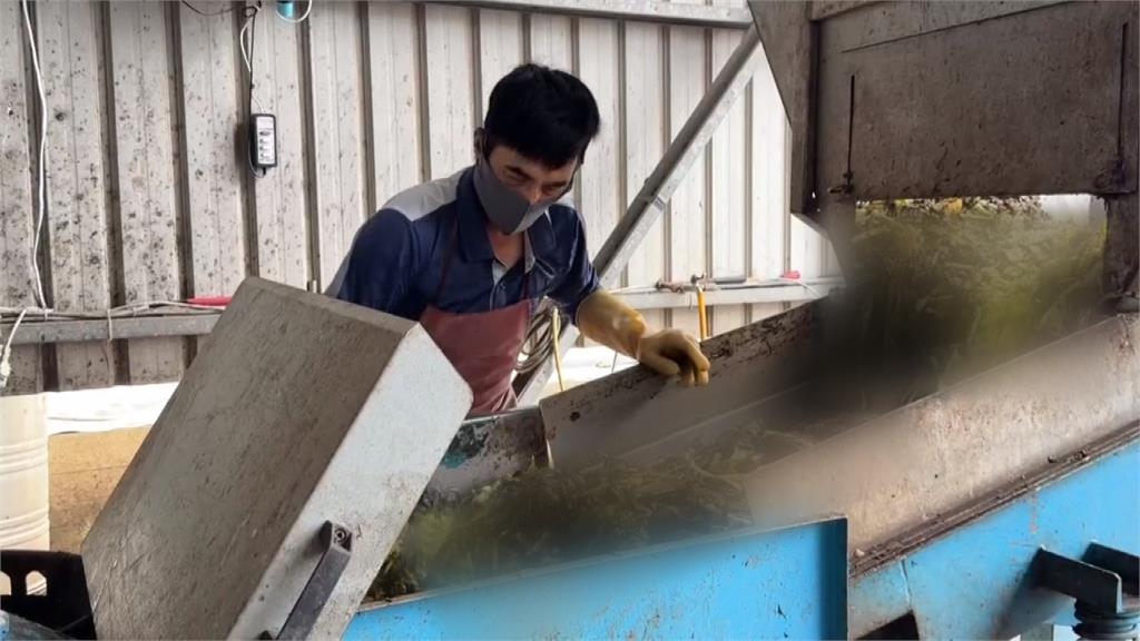 密集恐懼慎入!彰化清理廚餘奇兵 「黑水虻部隊」參戰非洲豬瘟風暴