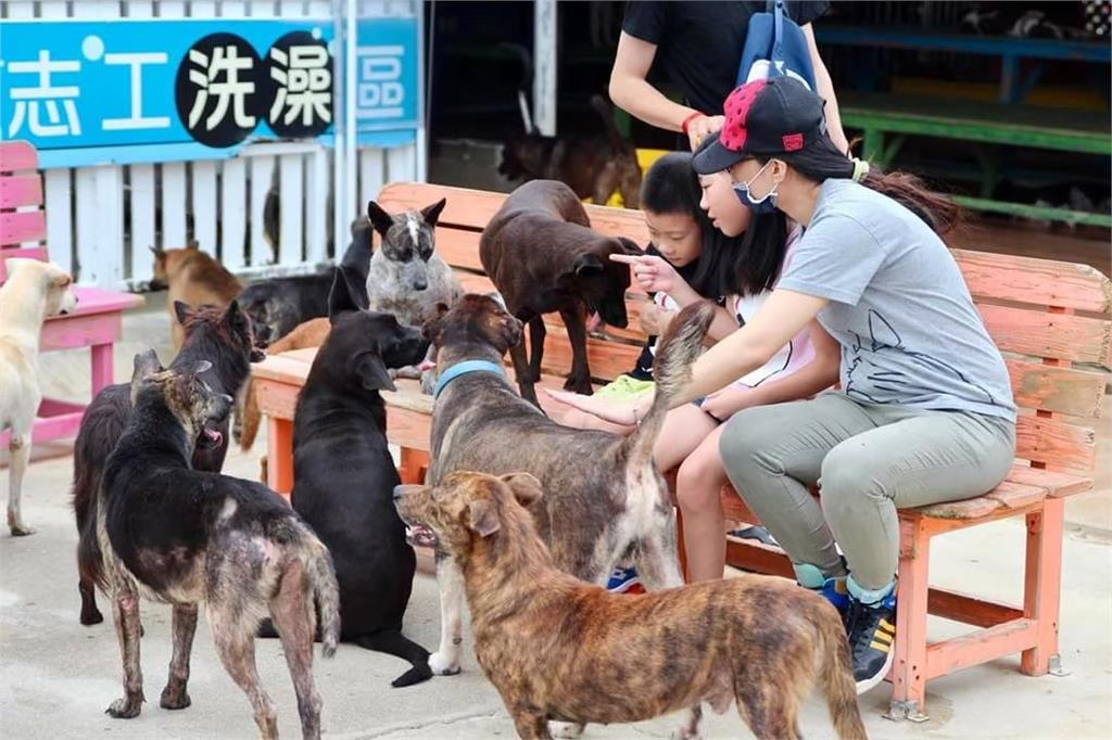 快新聞/新年走春好選擇 台南「徐園長護生園」收容流浪貓狗、眾大咖藝人相挺
