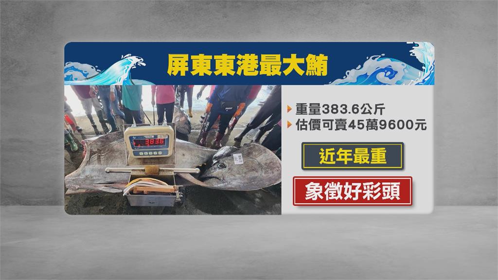 屏東近年來「最大鮪」 東港捕獲逾383公斤黑鮪魚