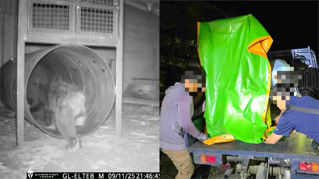 不只日本「熊出沒」！花蓮立山驚見「台灣黑熊」鑽窗覓食：太瘦了