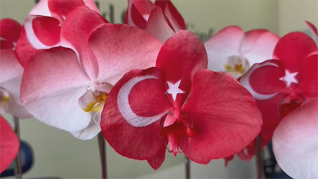 「土耳其國旗」蘭花現身國際蘭展　義賣所得權捐土耳其