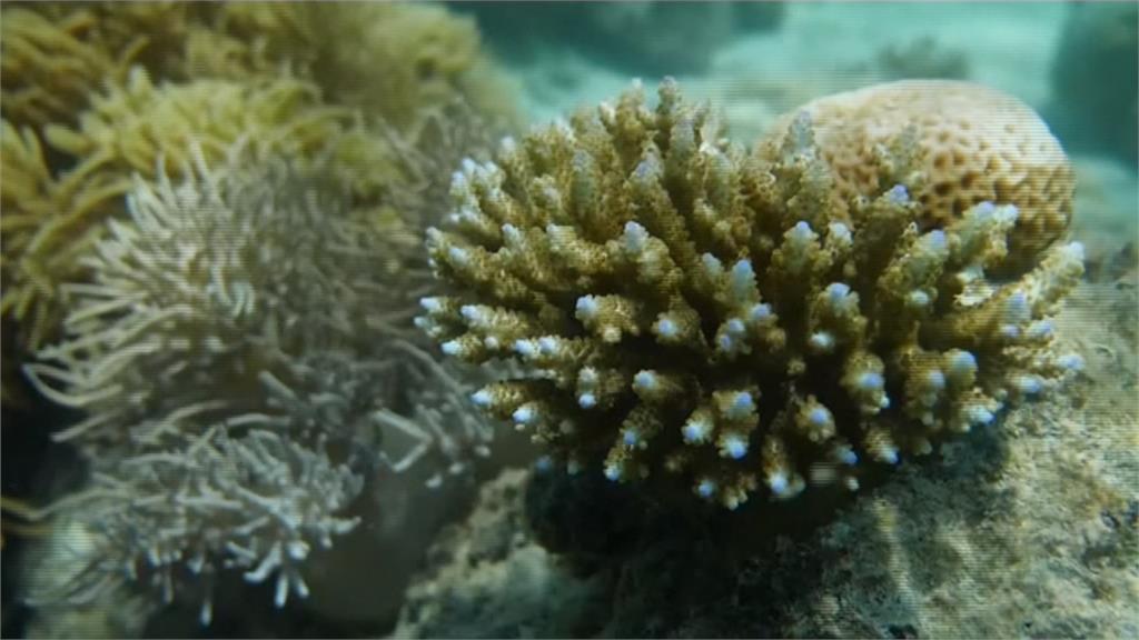  大堡礁珊瑚白化　逃過降級命運　明年再審
