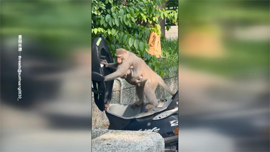 高雄壽山動物園獼猴成精！　囂張「掀機車坐墊」補水覓食