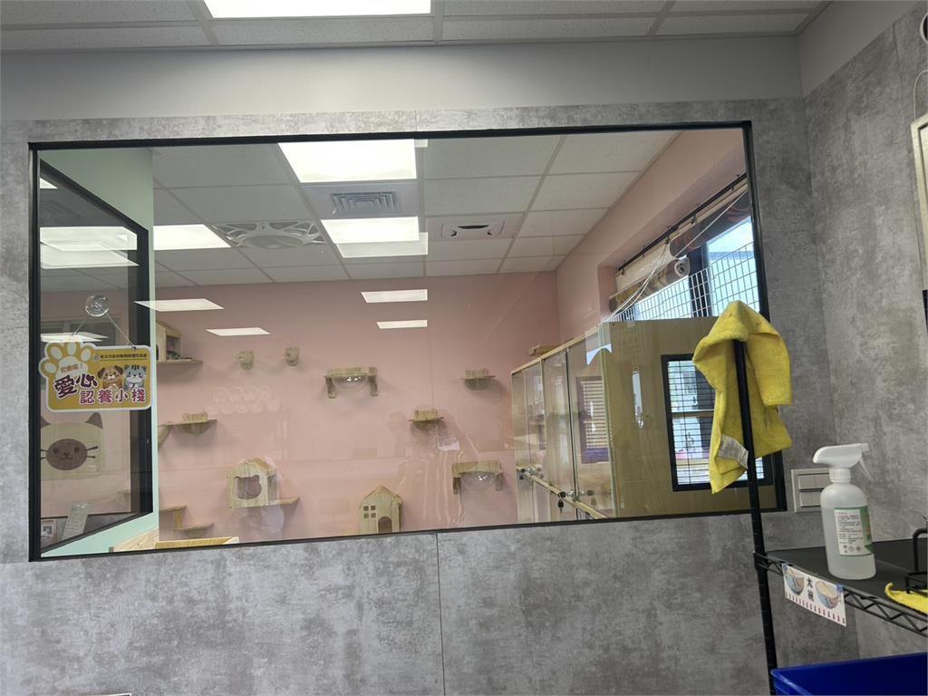 快新聞/動保處新招!「認養小棧」首次結合餐廳 兩個月內3毛孩找到新家