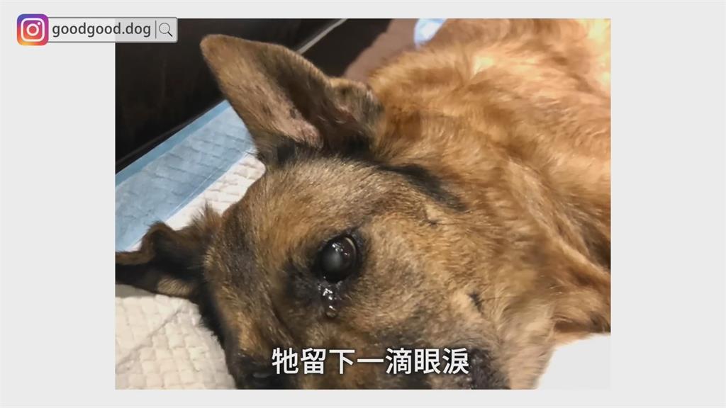 米克斯為主人忍不適苦撐10小時 她淚求毛孩離開約定:有緣再相聚