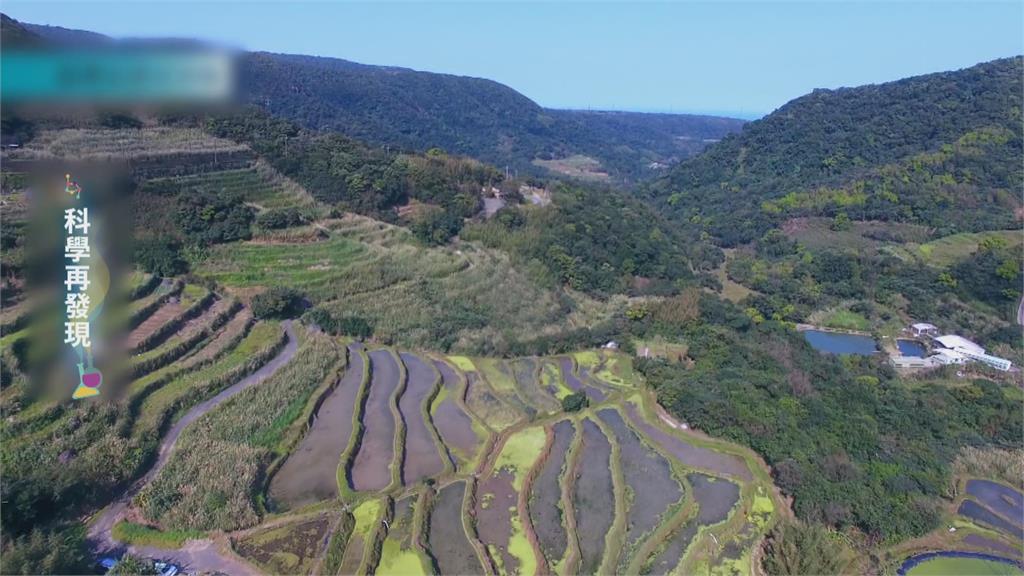 推動溼地復育 用友善耕作恢復水梯田