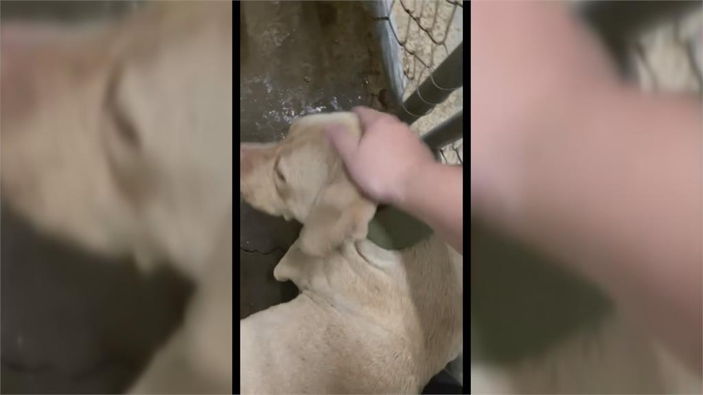 比特犬咬死3歲男童　該不該安樂死引發關注