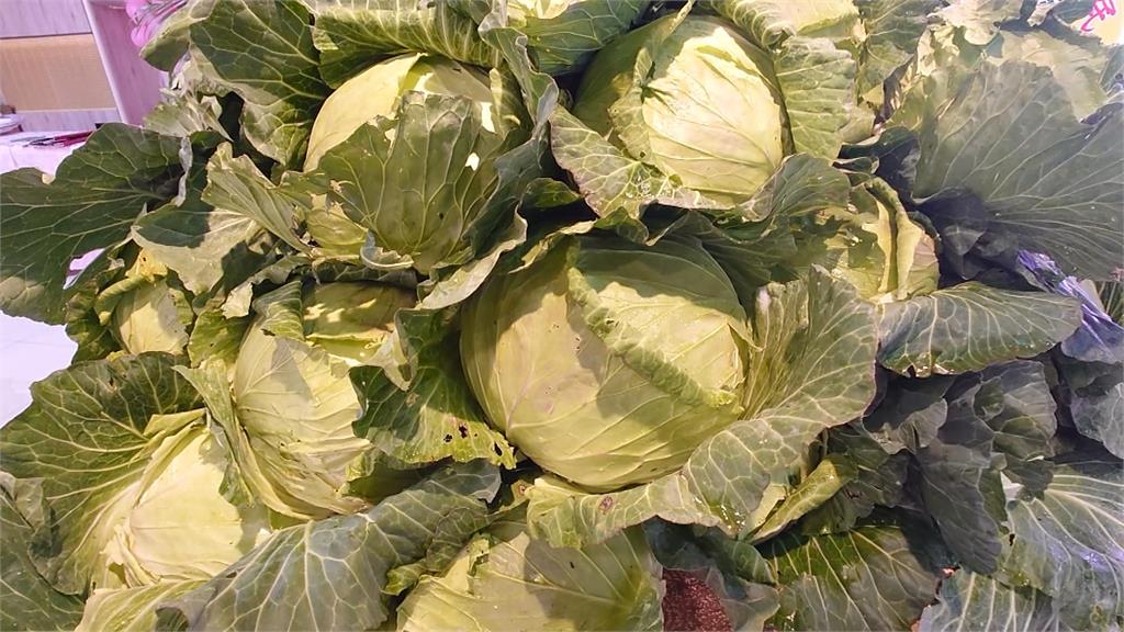 佛心農會收購200公噸高麗菜挺農民　製成水餃便宜賣