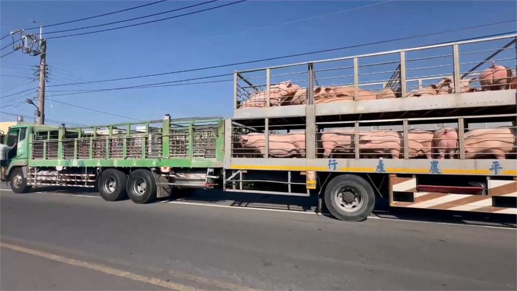 來囉來囉!各地白胖豬豬們上車了 ! 凌晨禁宰令解除「這時間」可買溫體豬