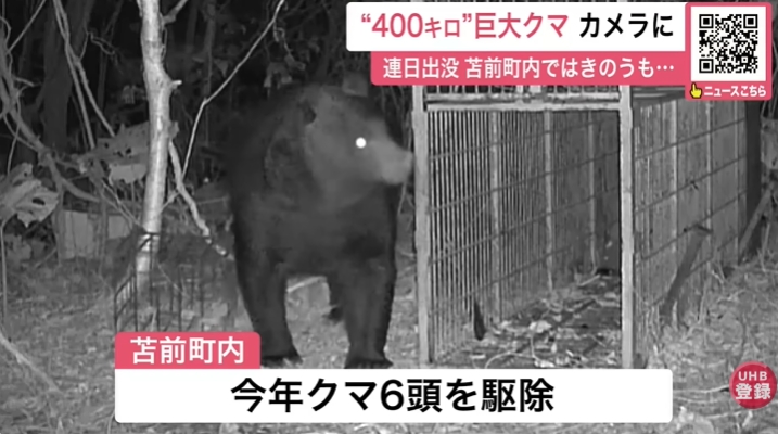 北海道現蹤「巨型400公斤棕熊」!肥到「塞不進捕獸籠」畫面險曝光