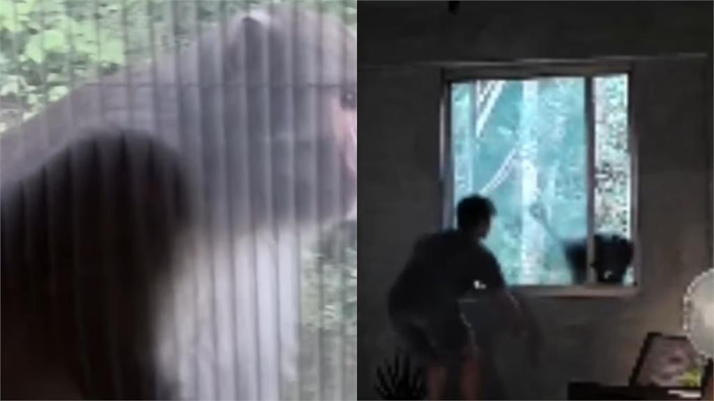 袁艾菲家驚見猴子「徒手開窗」硬闖！超熟練畫面曝光…網笑：根本當自己家
