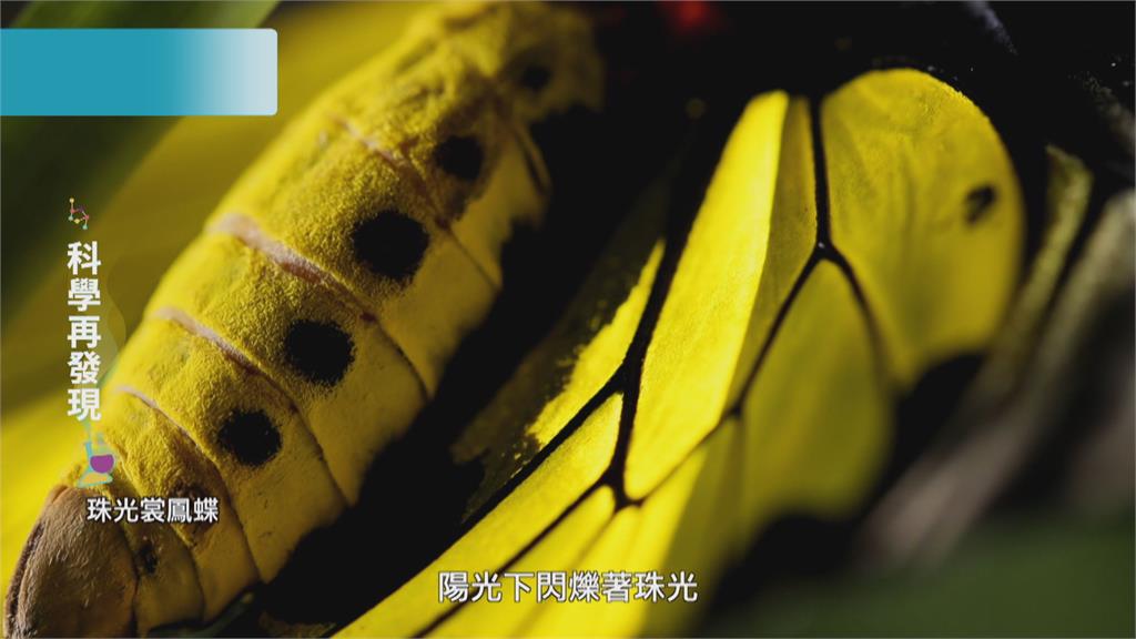 重拾「蝴蝶王國」美稱! 保護生態環境 推動蝴蝶保育