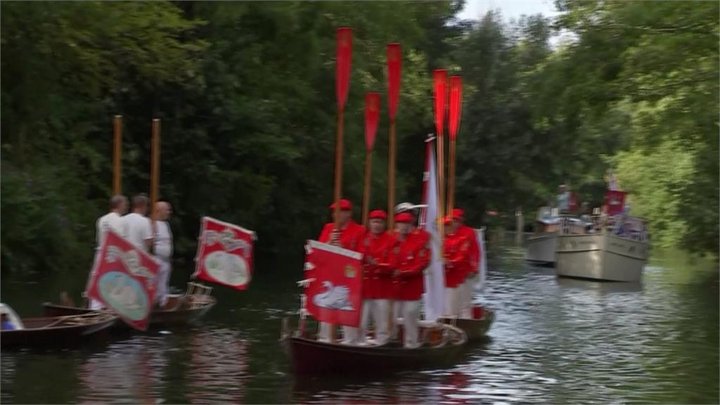 首次為國王服務！　英國泰晤士河畔一年一度天鵝「鵝」口普查