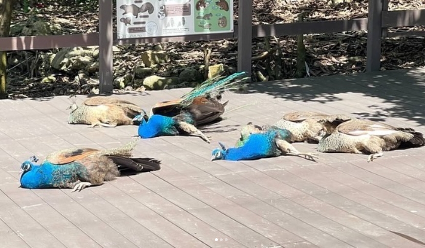 嚇到吃手手！遊客驚見動物園30隻孔雀「全掛了」真相…太chill了