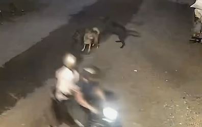 飼主養惡犬放任不管! 頻頻攻擊鄰居 還疑咬死鄰羊群