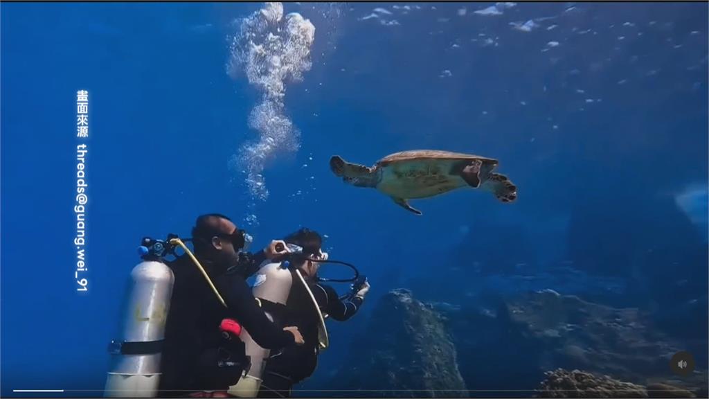 當海草吃？　小琉球海龜來回啃食潛水教練頭髮　同行者笑翻